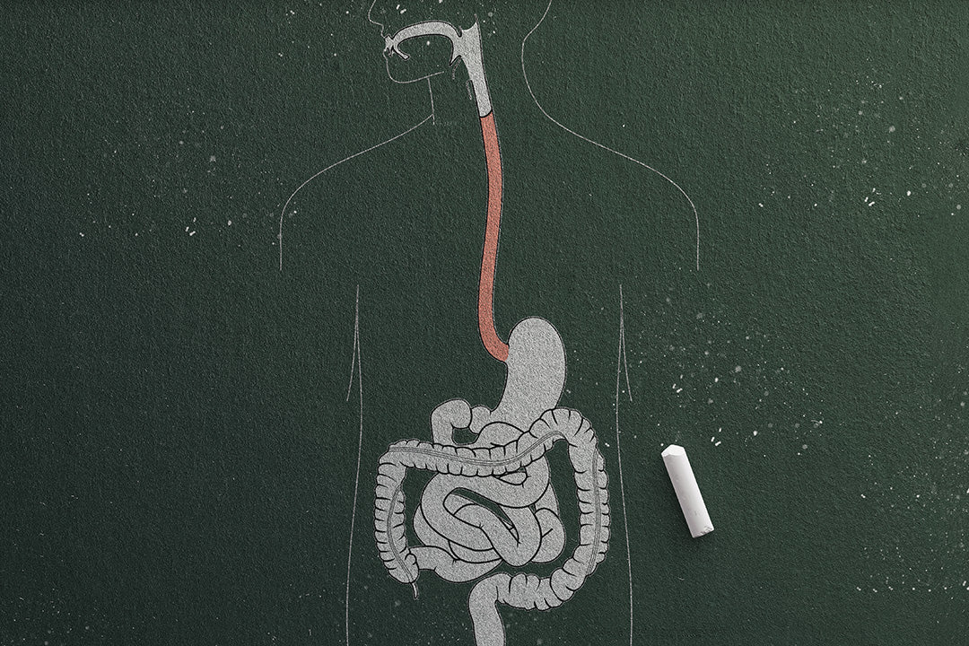 a chalk illustration of the digestive system to depict gastrointestinal issues related to menopause