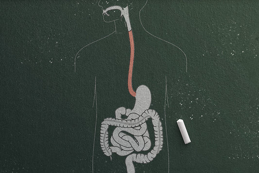 a chalk illustration of the digestive system to depict gastrointestinal issues related to menopause